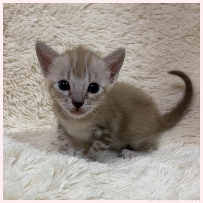 販売中の群馬県のベンガル-139243の6枚目