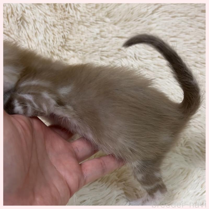 販売中の群馬県のベンガル-139243の5枚目