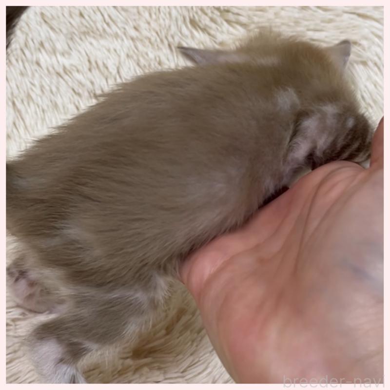 販売中の群馬県のベンガル-139243の4枚目