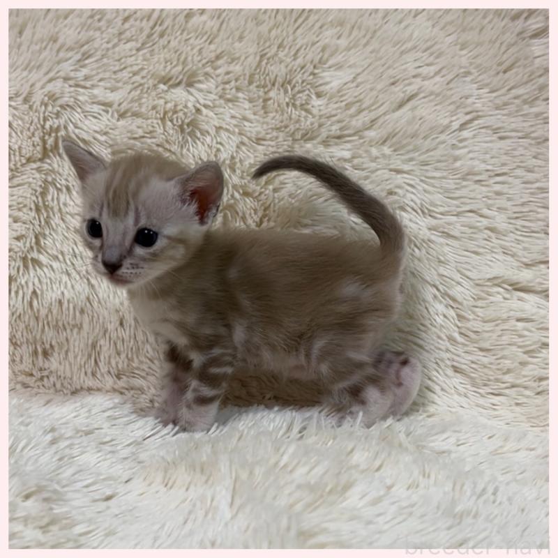 販売中の群馬県のベンガル-139243の3枚目