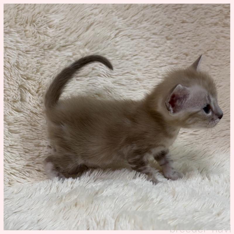 販売中の群馬県のベンガル-139243の2枚目