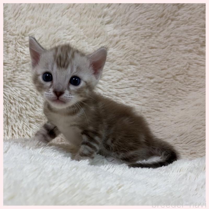 販売中の群馬県のベンガル-139244