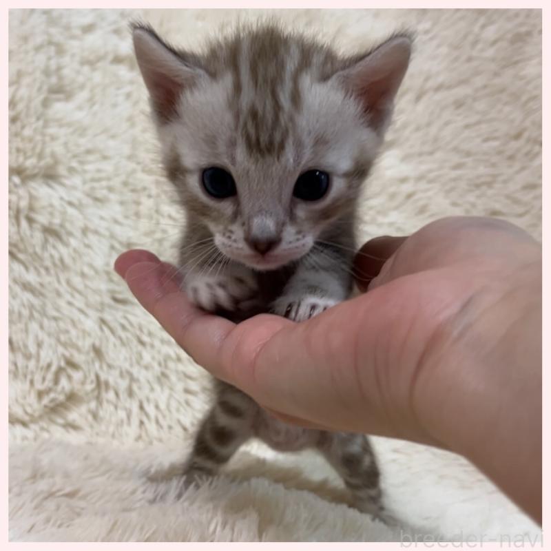 販売中の群馬県のベンガル-139244の6枚目