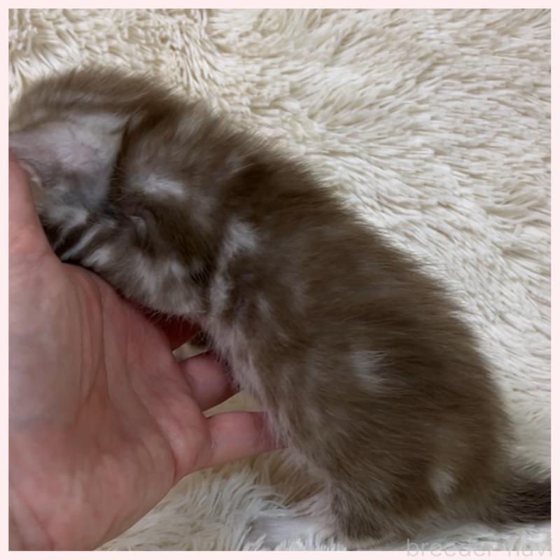 販売中の群馬県のベンガル-139244の5枚目