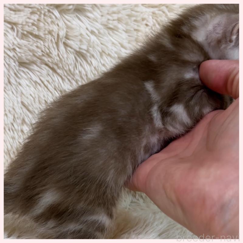 販売中の群馬県のベンガル-139244の4枚目