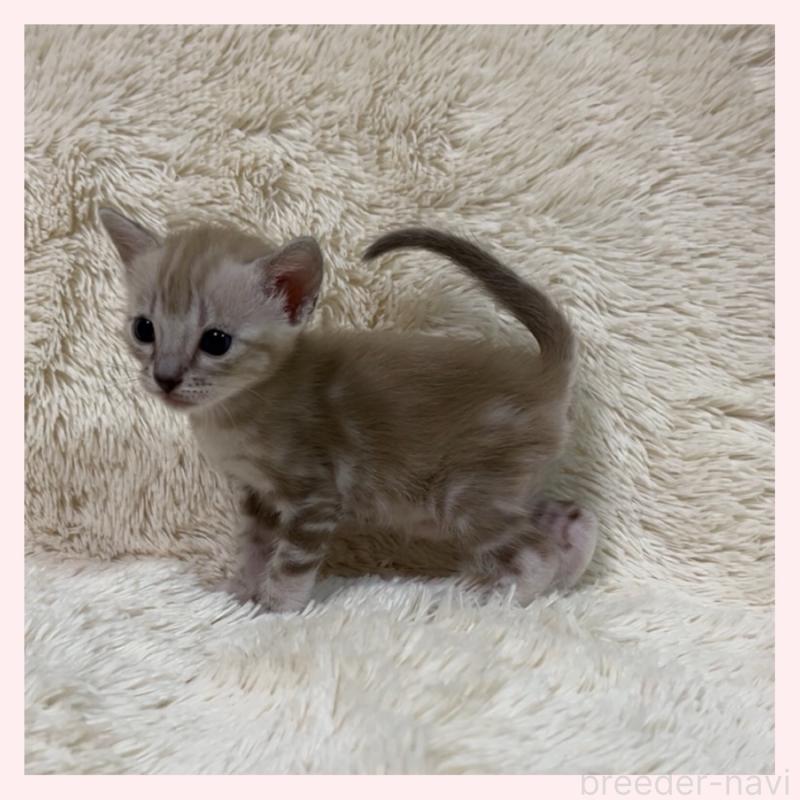 販売中の群馬県のベンガル-139244の3枚目