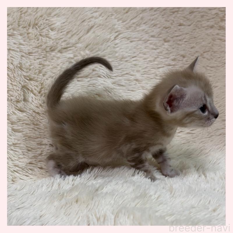 販売中の群馬県のベンガル-139244の2枚目