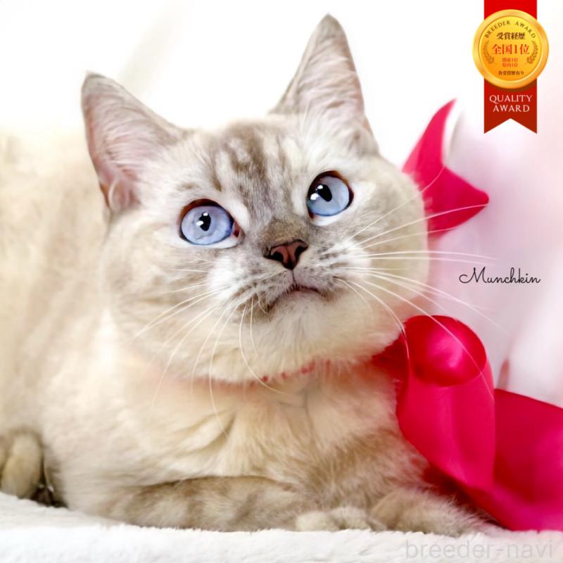 販売中の栃木県のマンチカン-139245の1枚目