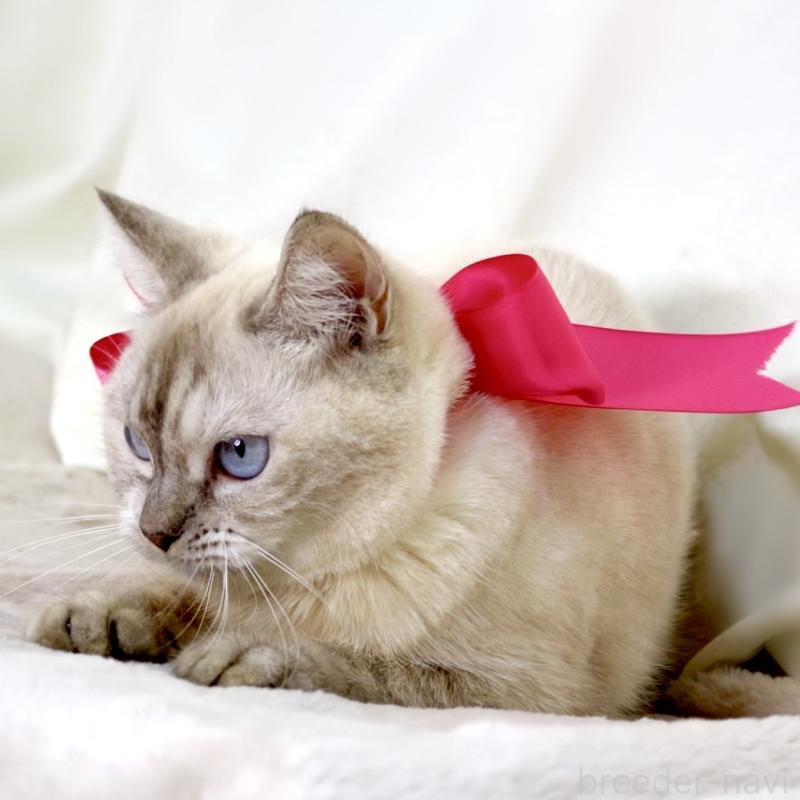 販売中の栃木県のマンチカン-139245の10枚目