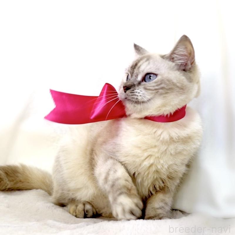 販売中の栃木県のマンチカン-139245の9枚目