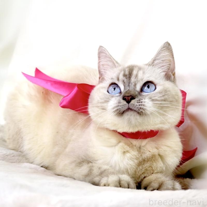 販売中の栃木県のマンチカン-139245の8枚目