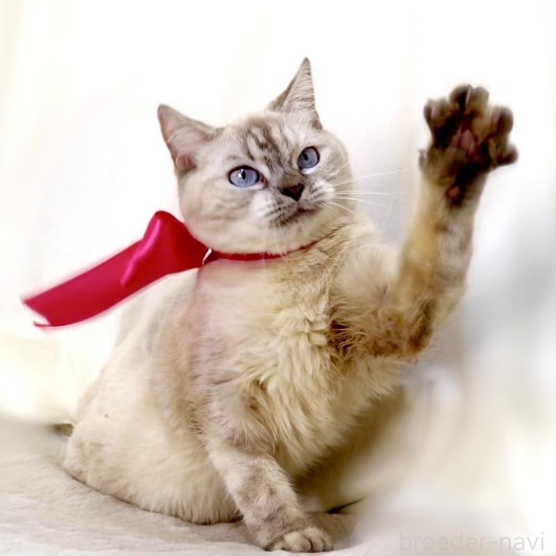 販売中の栃木県のマンチカン-139245の7枚目