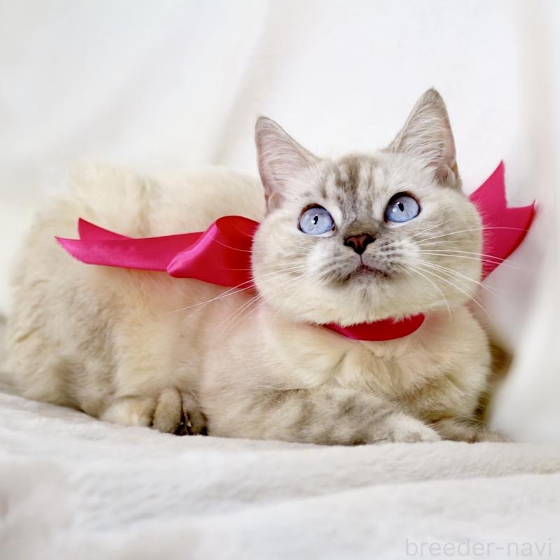 販売中の栃木県のマンチカン-139245の6枚目