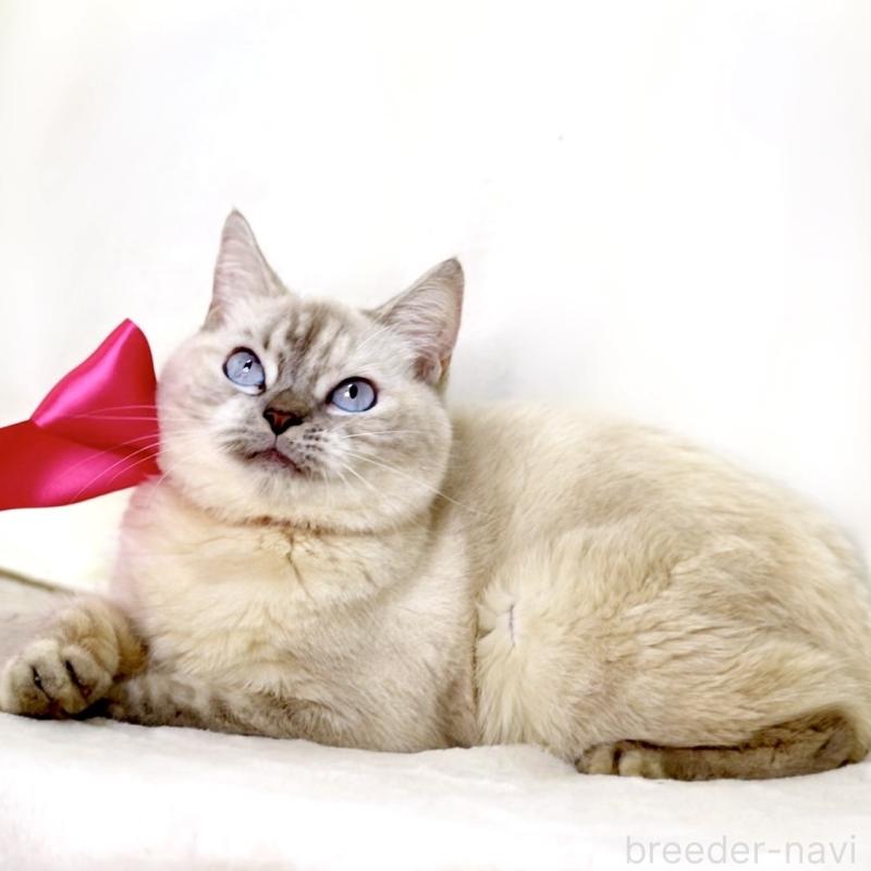 販売中の栃木県のマンチカン-139245の5枚目