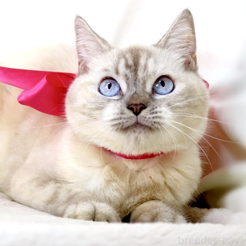 販売中の栃木県のマンチカン-139245の4枚目