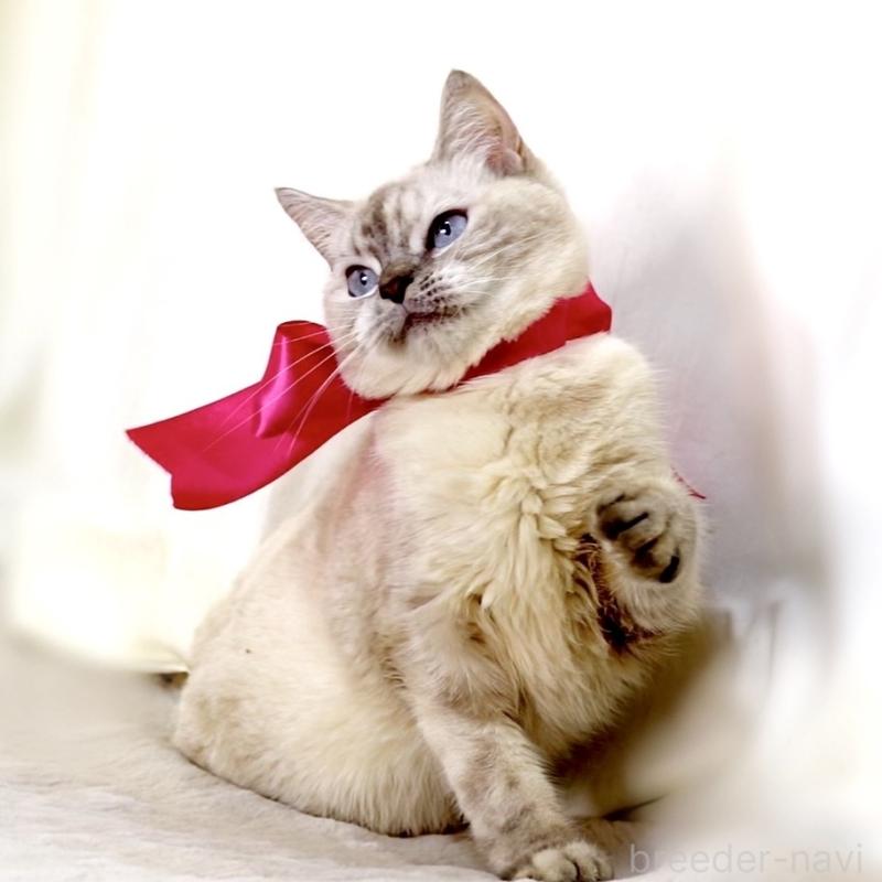 販売中の栃木県のマンチカン-139245の3枚目