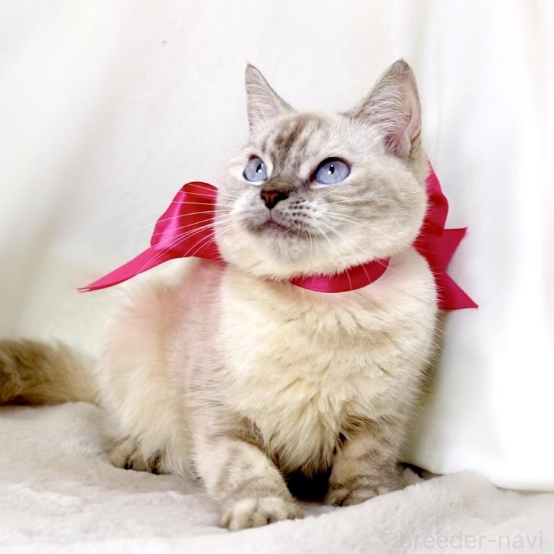 販売中の栃木県のマンチカン-139245の2枚目