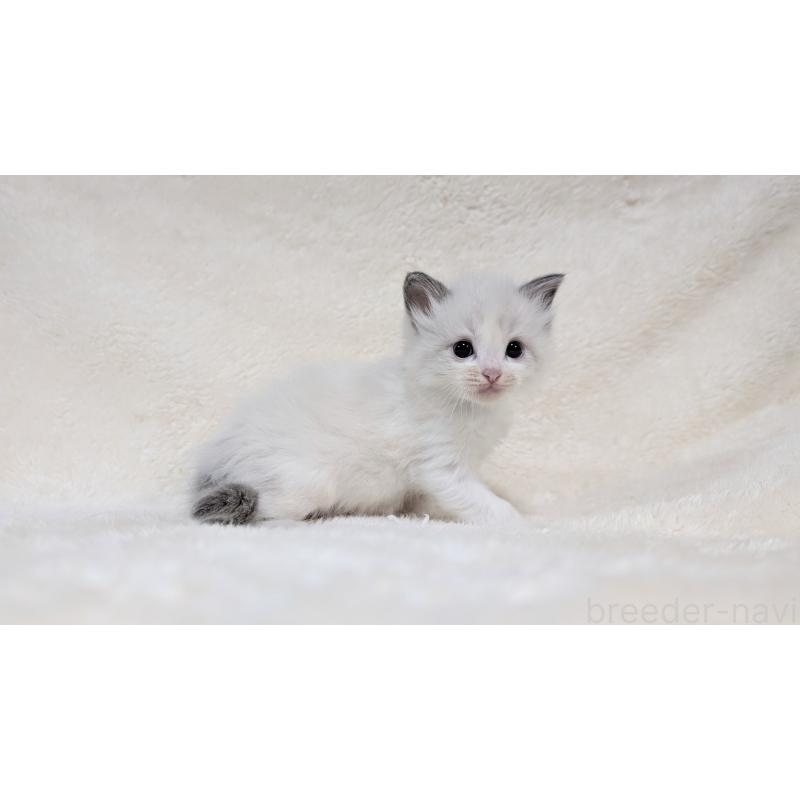 販売中の宮城県のラグドール-139246の10枚目