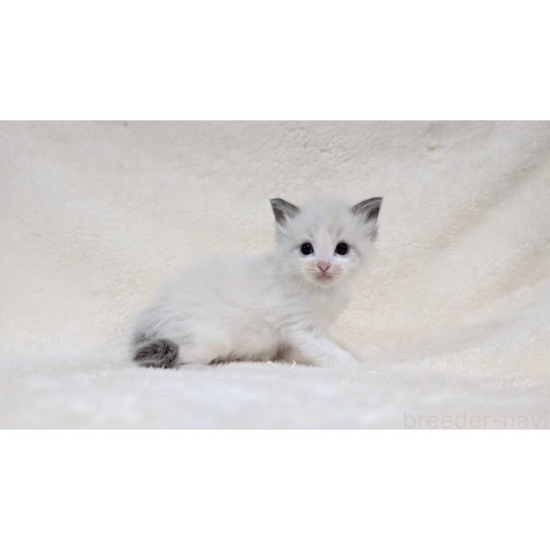 販売中の宮城県のラグドール-139246の8枚目