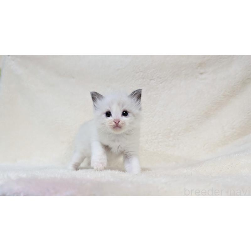 販売中の宮城県のラグドール-139246の6枚目