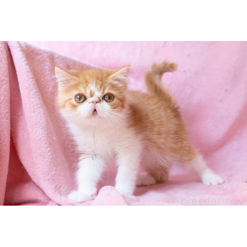 販売中の神奈川県のエキゾチックショートヘア-136580の5枚目