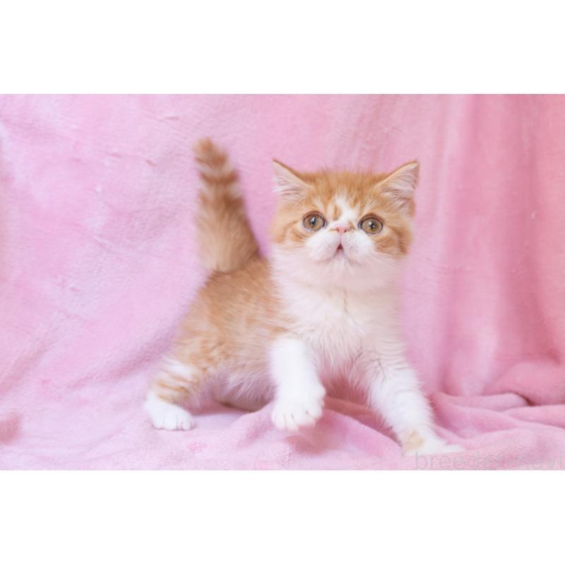 販売中の神奈川県のエキゾチックショートヘア-136580の4枚目