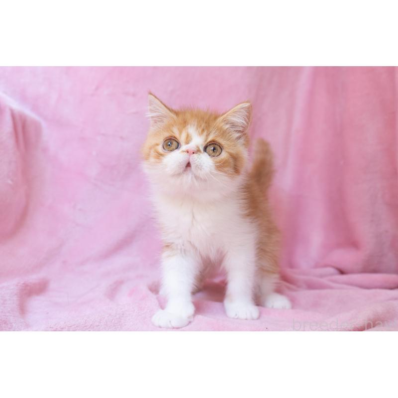 販売中の神奈川県のエキゾチックショートヘア-136580の3枚目