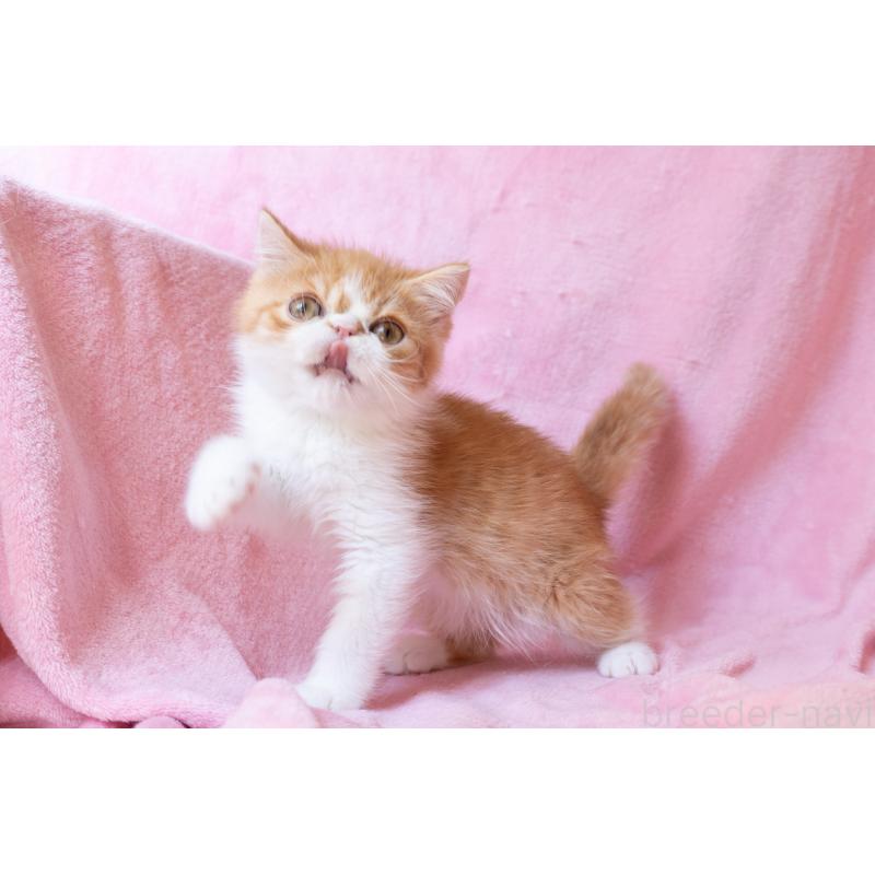 販売中の神奈川県のエキゾチックショートヘア-136580の2枚目