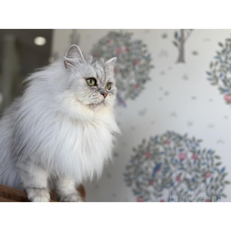 販売中の長野県のミヌエット-133876の2枚目