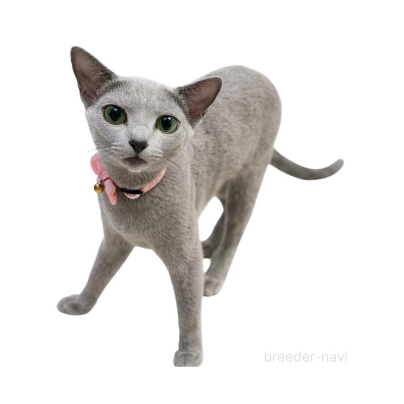 ののロシアンブルー-