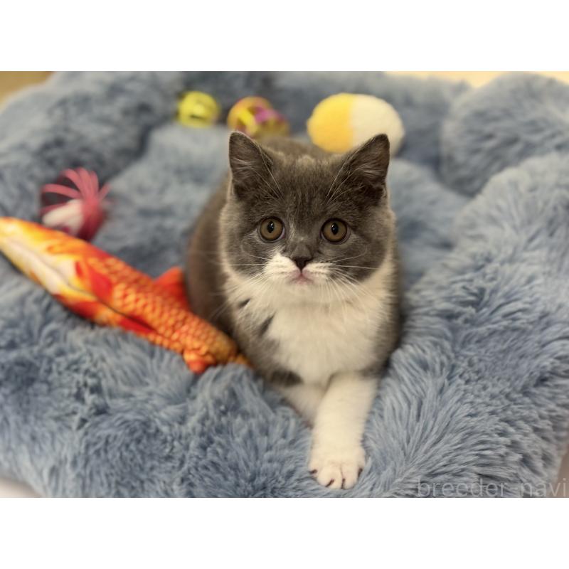 販売中の神奈川県のブリティッシュショートヘア-136608の8枚目