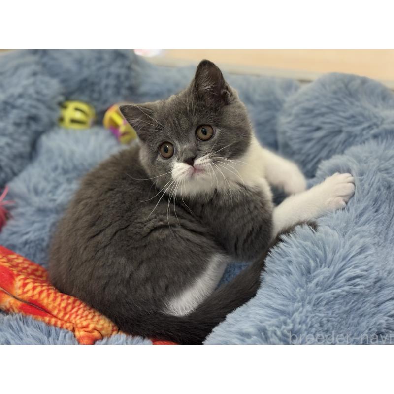 販売中の神奈川県のブリティッシュショートヘア-136608の7枚目