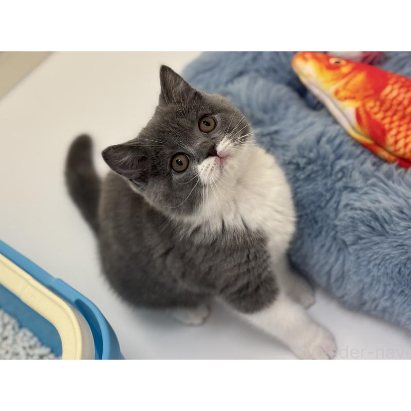 販売中の神奈川県のブリティッシュショートヘア-136608の6枚目