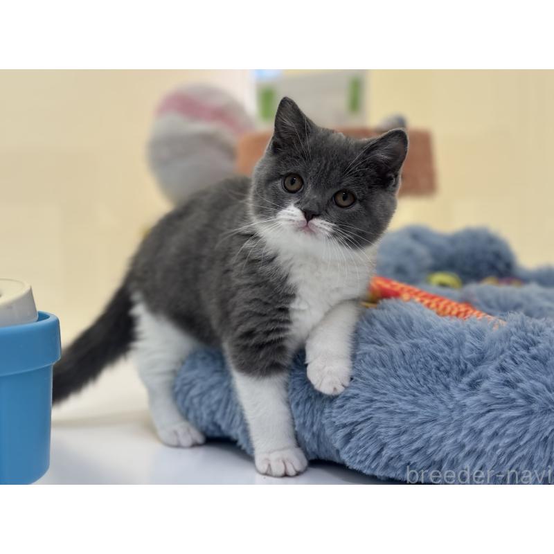 販売中の神奈川県のブリティッシュショートヘア-136608の5枚目