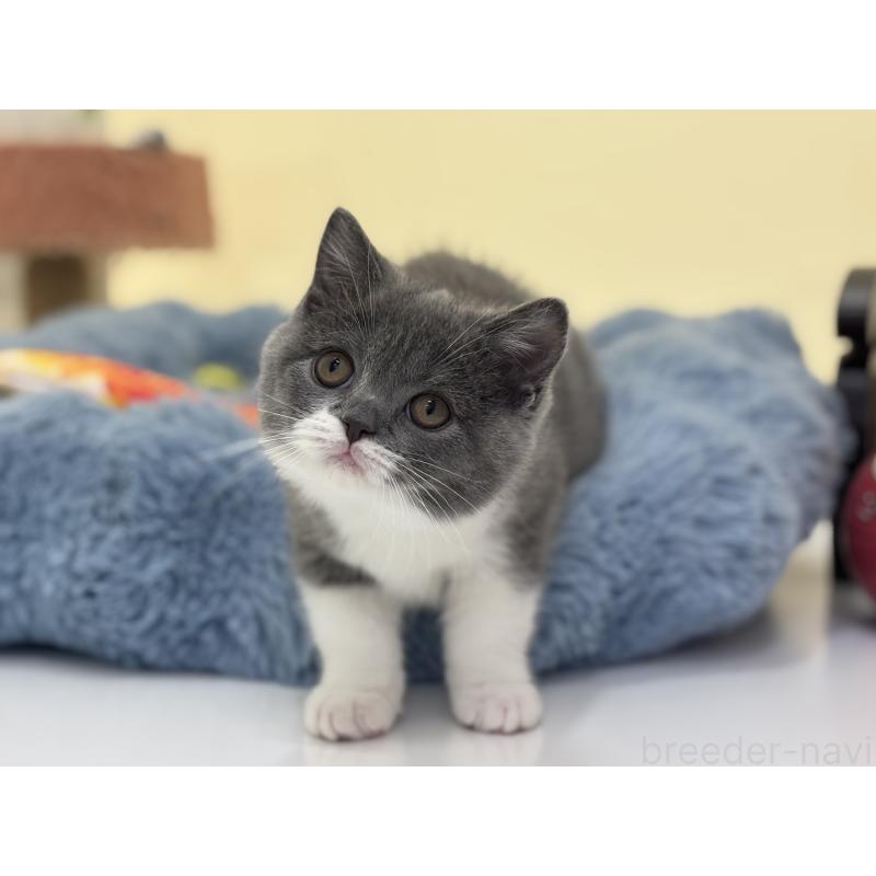 販売中の神奈川県のブリティッシュショートヘア-136608の4枚目