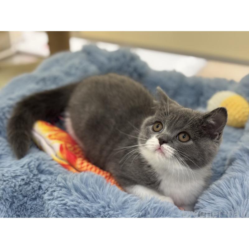 販売中の神奈川県のブリティッシュショートヘア-136608の3枚目