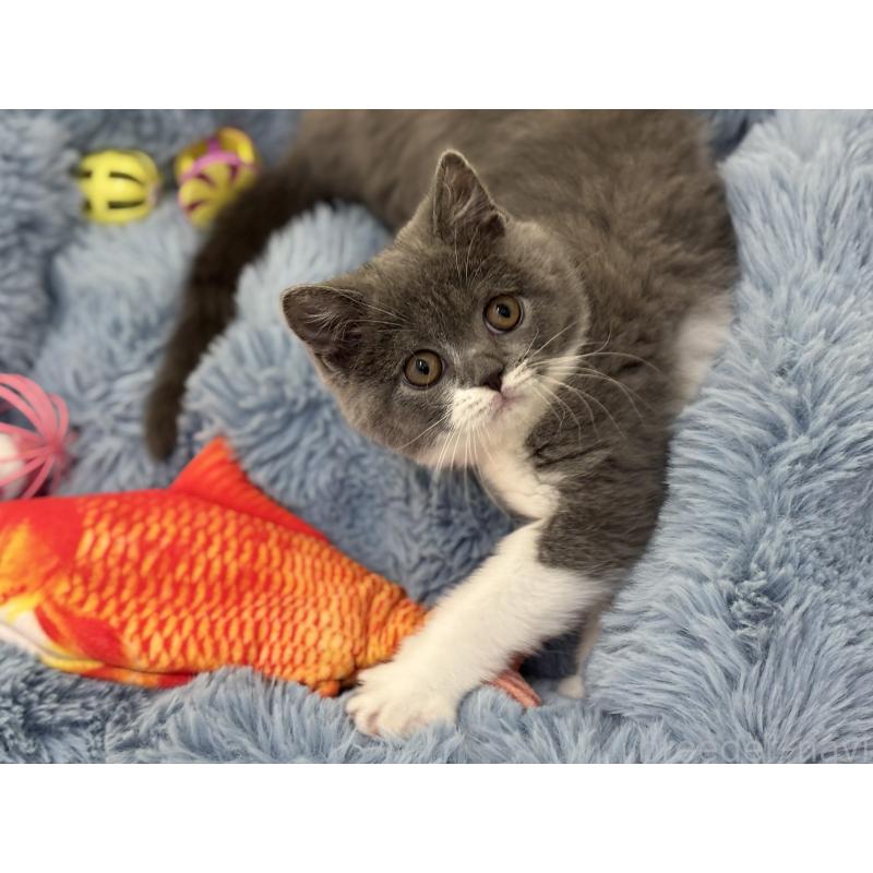 販売中の神奈川県のブリティッシュショートヘア-136608の2枚目