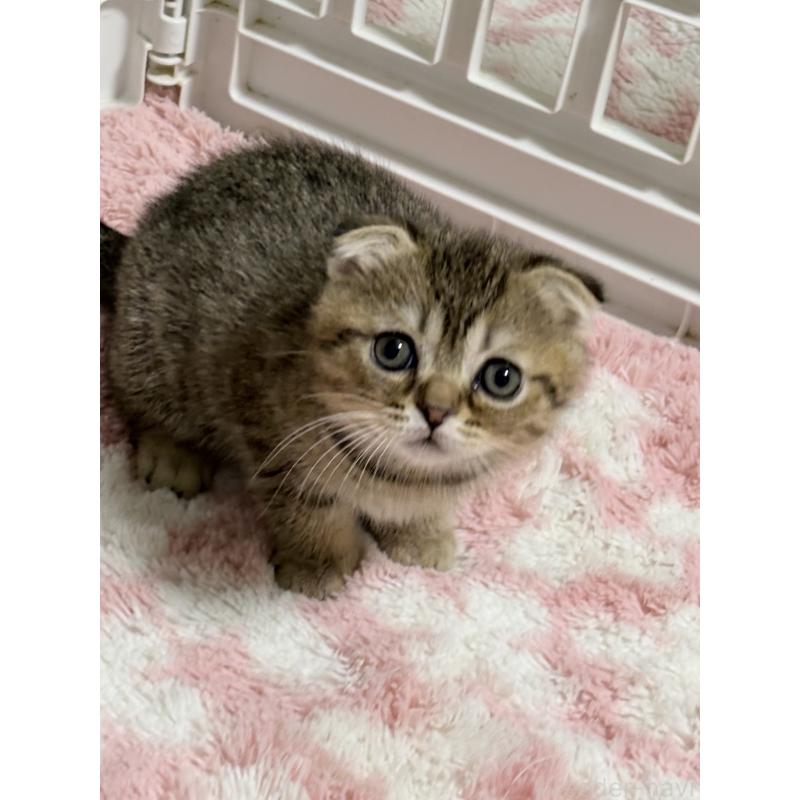 販売中の奈良県のスコティッシュフォールド(折れ耳)-137605