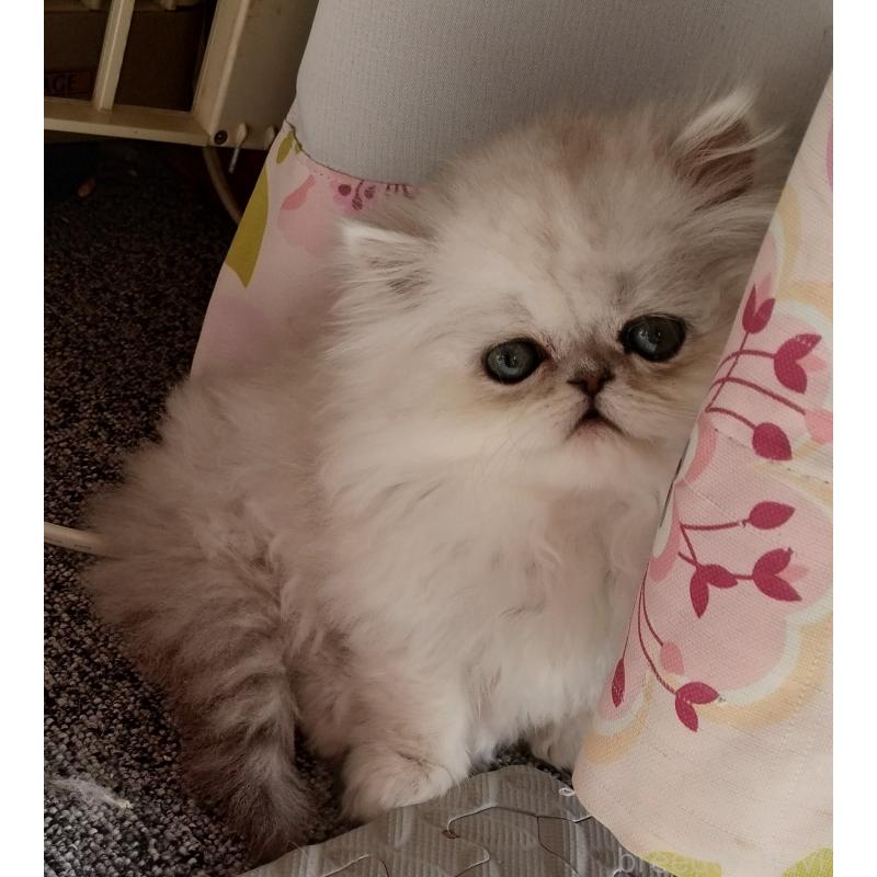 販売中の岡山県のペルシャ(チンチラ)-136873の3枚目