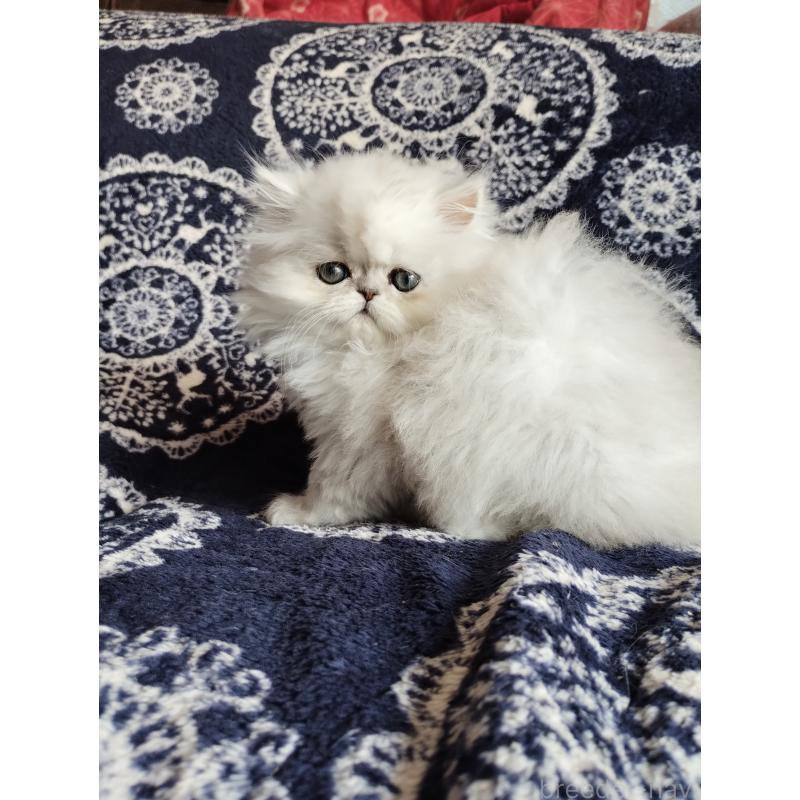 販売中の岡山県のペルシャ(チンチラ)-136873の2枚目