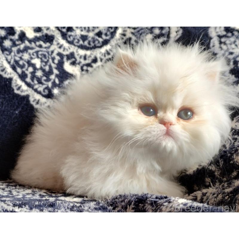 販売中の岡山県のペルシャ-136893の3枚目