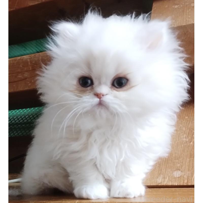 販売中の岡山県のペルシャ-136893の2枚目