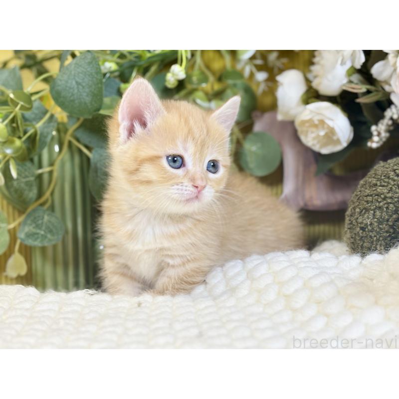 販売中の岐阜県のマンチカン(短足)-137963の8枚目