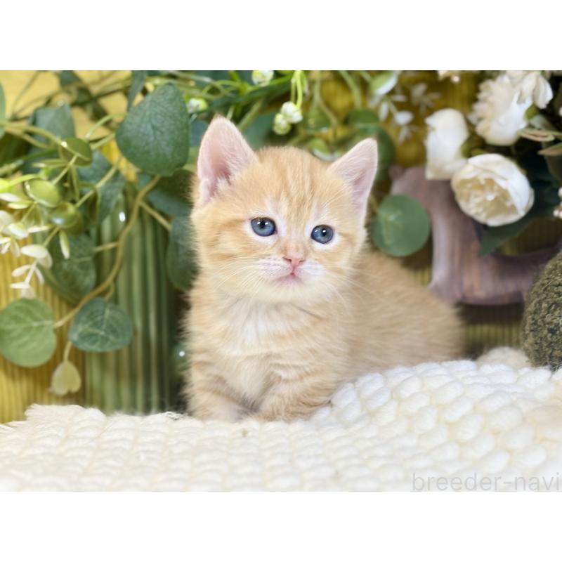 販売中の岐阜県のマンチカン(短足)-137963の7枚目