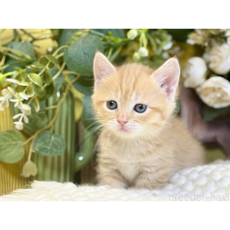 販売中の岐阜県のマンチカン(短足)-137963の6枚目