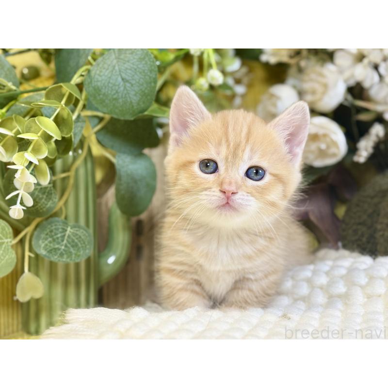 販売中の岐阜県のマンチカン(短足)-137963の5枚目