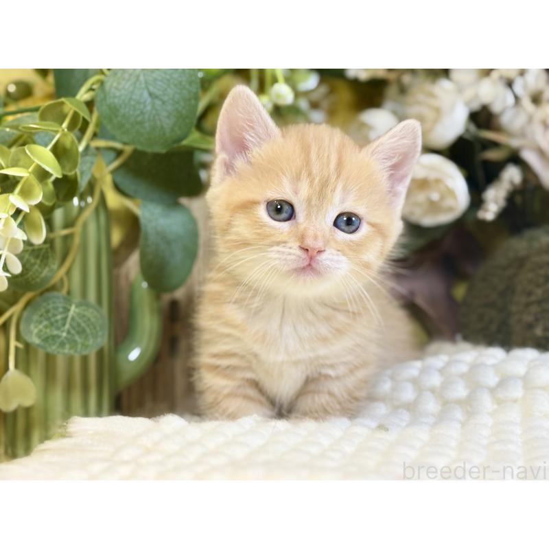 販売中の岐阜県のマンチカン(短足)-137963の4枚目