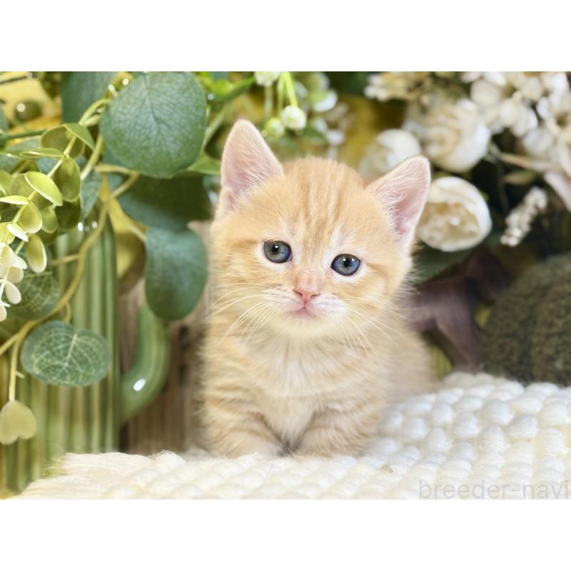 販売中の岐阜県のマンチカン(短足)-137963の3枚目