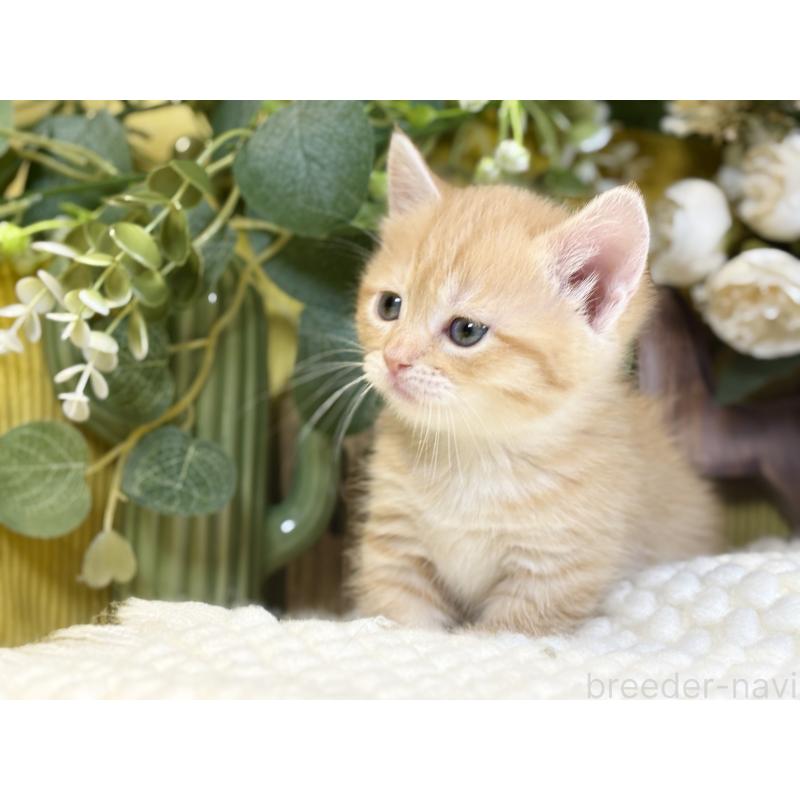 販売中の岐阜県のマンチカン(短足)-137963の2枚目