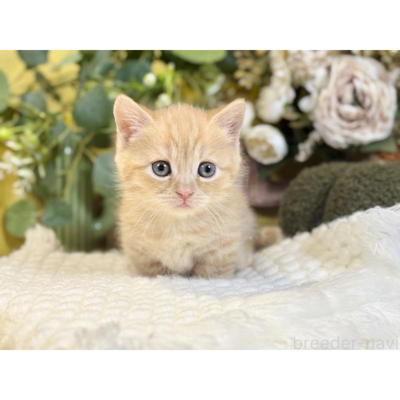 販売中の岐阜県のマンチカン(短足)-137965の9枚目